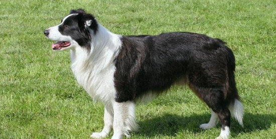 训练边境牧羊犬飞盘的方法是什么？大家快来学习一下！