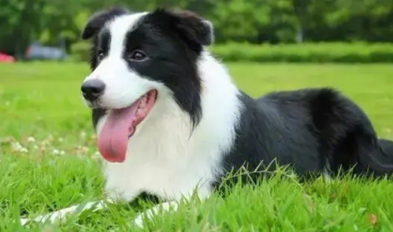 边境牧羊犬有多聪明？看看这篇文章
