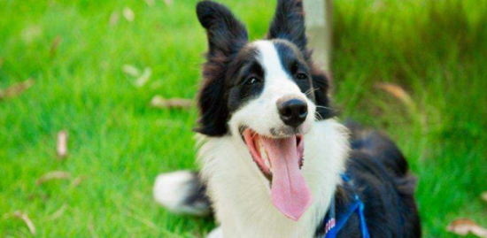 边境牧羊犬中暑怎么治疗？