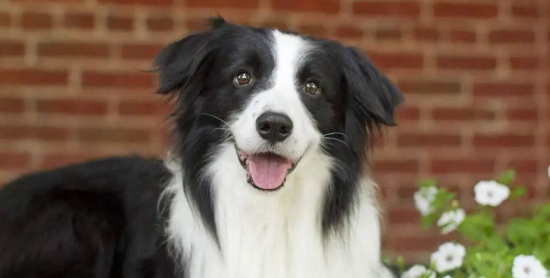 边境牧羊犬的教育方法你知道吗？