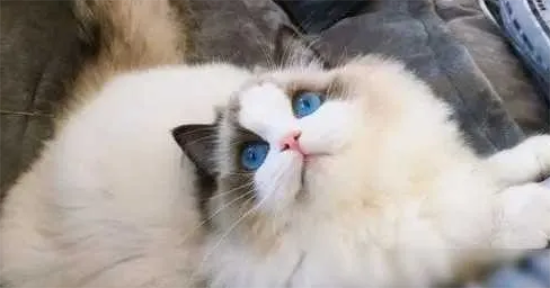 布偶猫拉稀大揭秘！这些原因你中招了吗？
