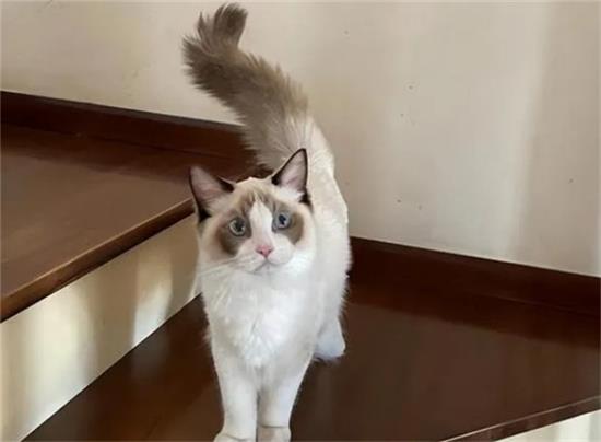 布偶猫如何喂养？布偶猫喂养指南