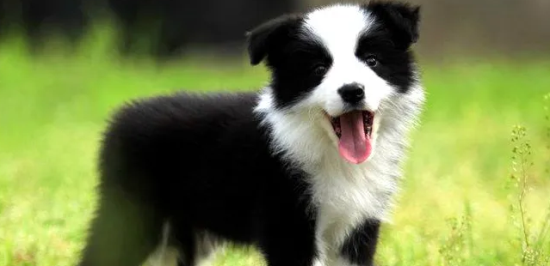 可以给边境牧羊犬喂饭吃吗？不清楚的赶紧看看！