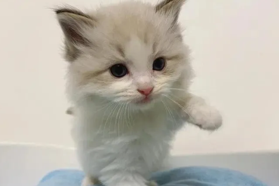 新手铲屎官--布偶猫价格和养育事项