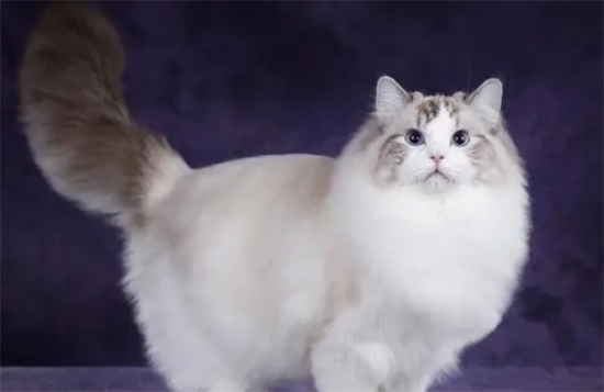 伺候布偶猫要注意哪些事项