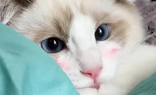 布偶猫认定你是“父母”，会有这4个举动，藏不住哦！