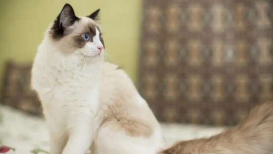 布偶猫怎么养？你知道怎么帮布偶猫选猫粮吗？