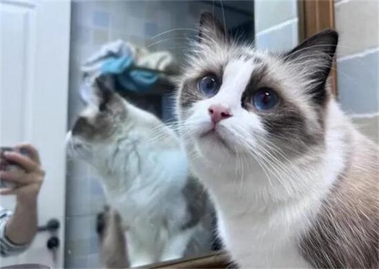 “布偶猫”有这些表现，说明智商很低，你家猫有吗？