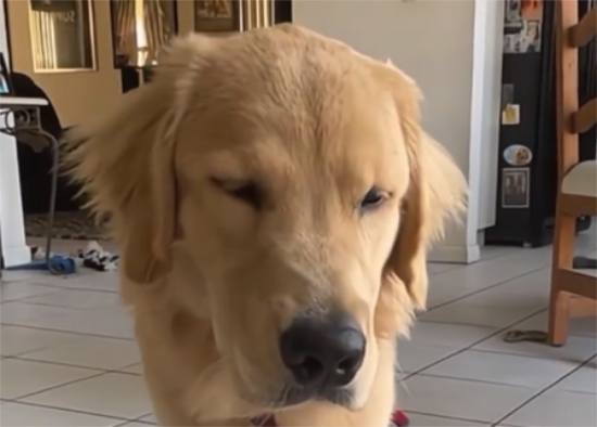 当抚慰犬第一次看见主人哭