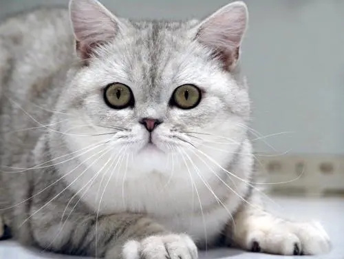 猫咪晚上一直叫还刨门怎么办