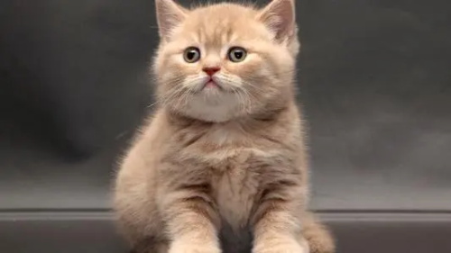 小猫很精神但是口臭