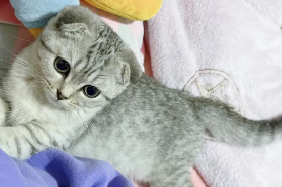 猫咪一天没拉屎正常吗