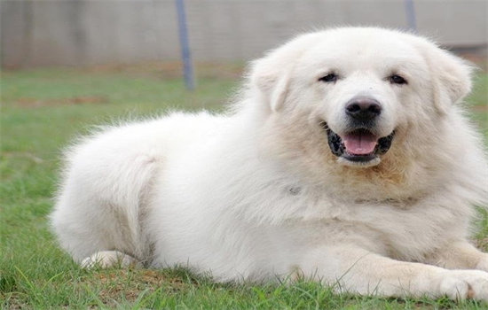 养幼犬的注意事项