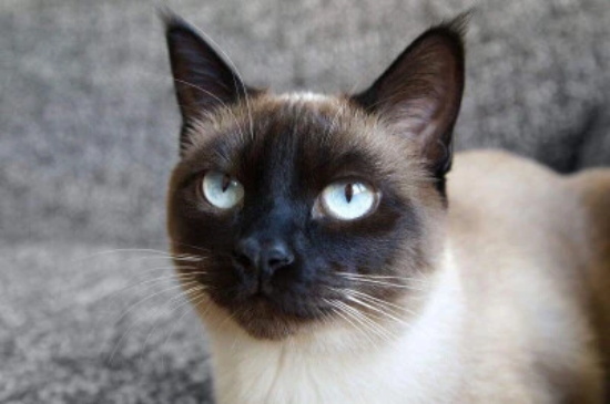 猫能喝小米粥吗