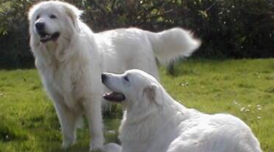 库瓦斯犬怎么喂养？该犬的饲养要素