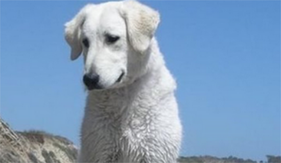 库瓦斯犬有哪些喂养要点？一文帮铲屎官全get！