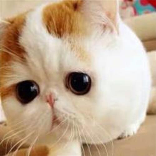 夏季如何给猫咪快速除蚤？