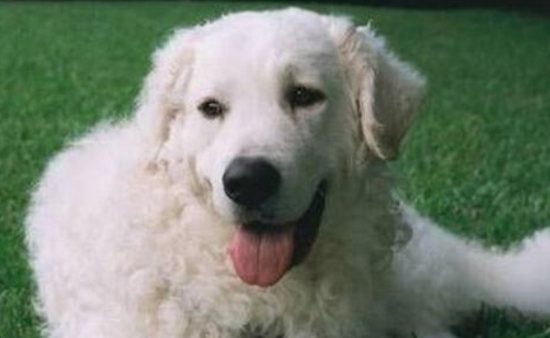 库瓦斯犬多大产仔