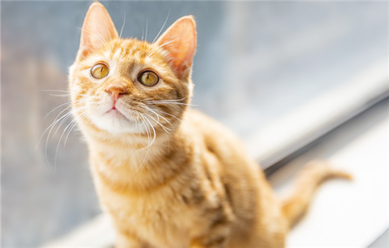 猫咪毛发打结如何处理