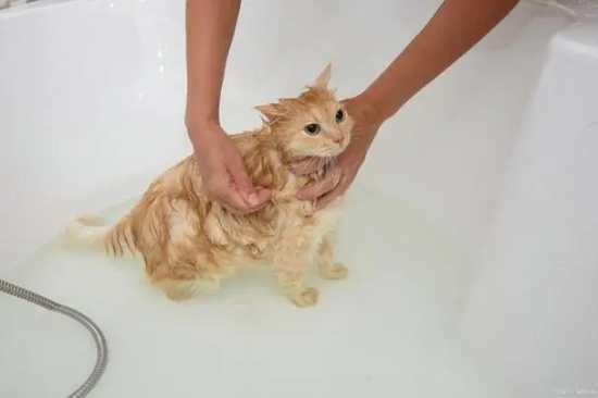 新手该如何给猫咪洗澡？