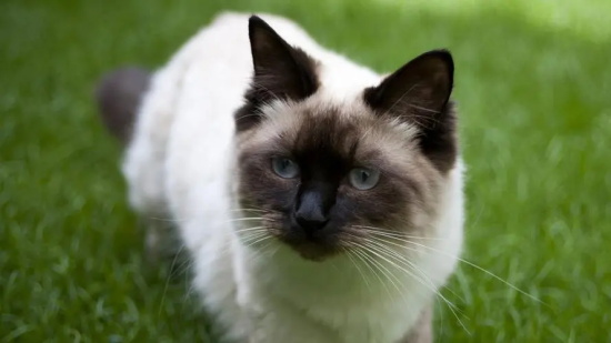 搬家时猫猫该何去何从？
