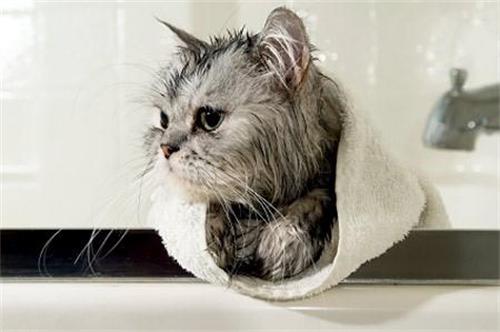 猫咪梳毛的重要性你不可不知道