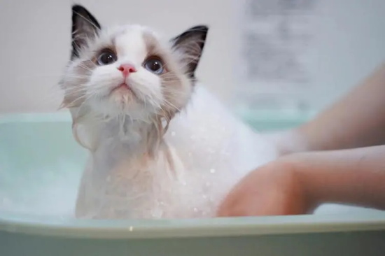 猫咪洗澡的必备物品