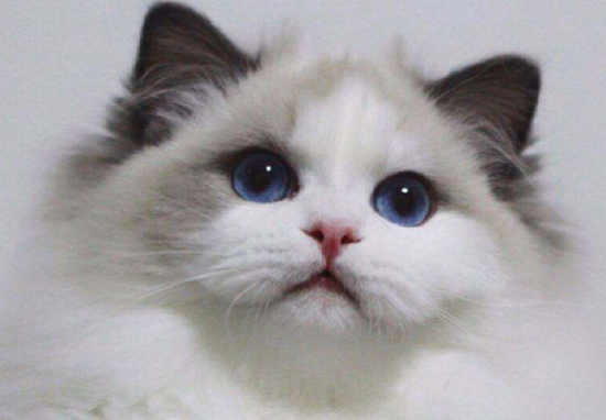 布偶猫毛量不好或毛短怎么办？猫咪食补发毛是关键！
