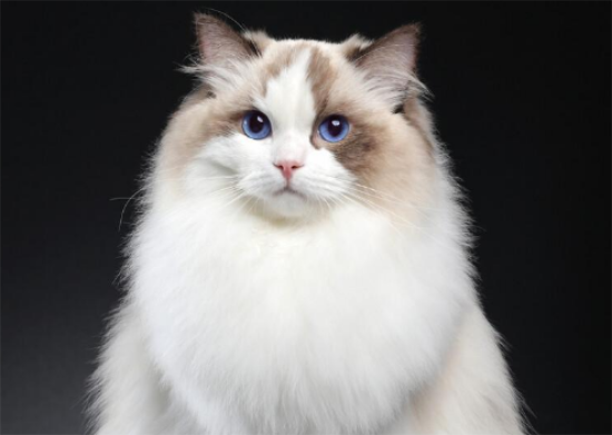 布偶猫猫粮：美食背后的秘密与魅力！