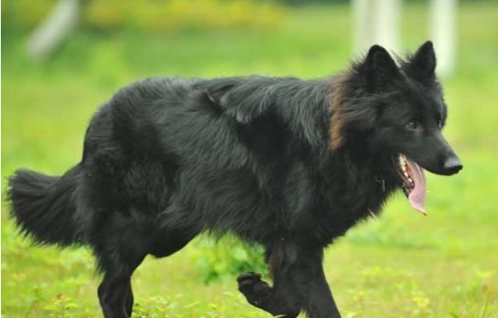 比利时牧羊犬毛发怎么护理？这些方法你还不知道？
