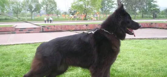 训练比利时牧羊犬不乱咬东西的技巧，主人快来学一学！