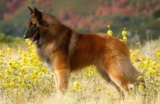 比利时牧羊犬捡东西怎么训练？赶紧学起来！