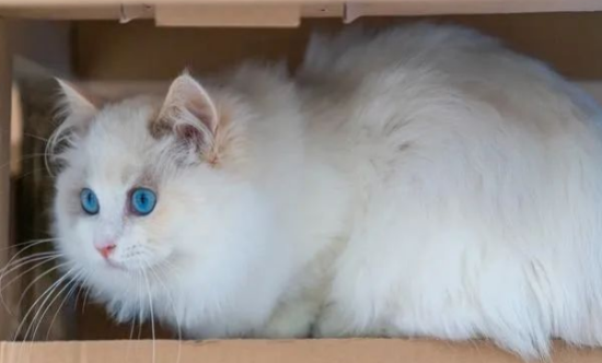布偶猫的味蕾盛宴：挑选它喜欢的猫粮