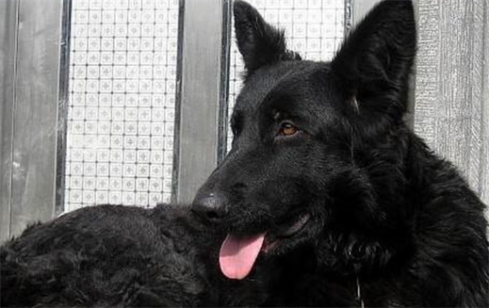 如何辨别比利时牧羊犬？