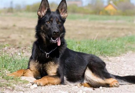 比利时牧羊犬发烧怎么办呢？宠主可以了解一下！