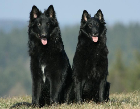 一文详解：比利时牧羊犬犬瘟怎么治