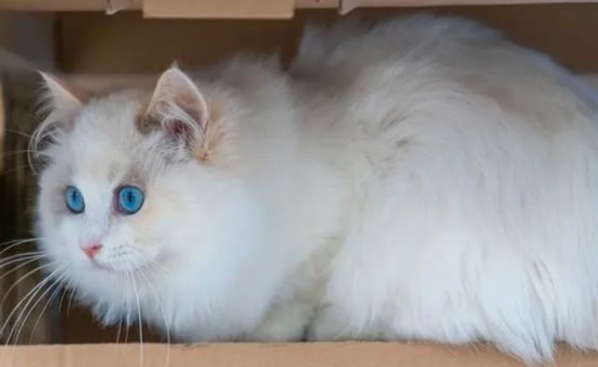 布偶猫吃什么猫粮又便宜又营养 