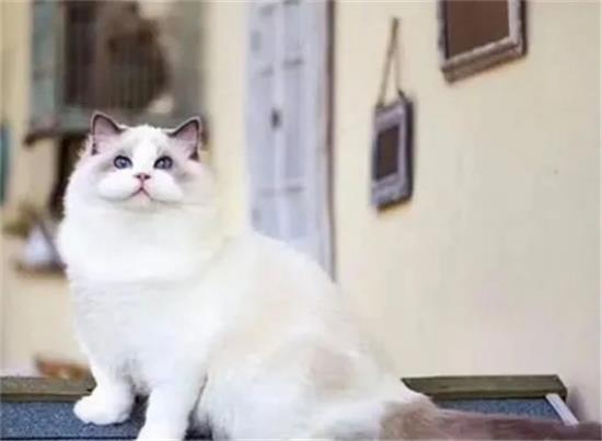 养布偶猫的常识，需要都知道吗？