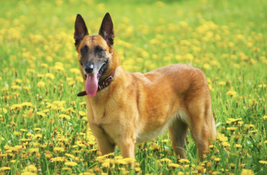 比利时牧羊犬幼犬怎么喂？你学会了吗？