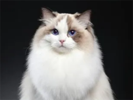 布偶猫能不能喝酸奶？喝酸奶对布偶猫有好处吗？