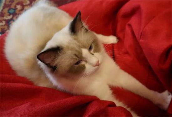 布偶猫讨厌主人的表现？
