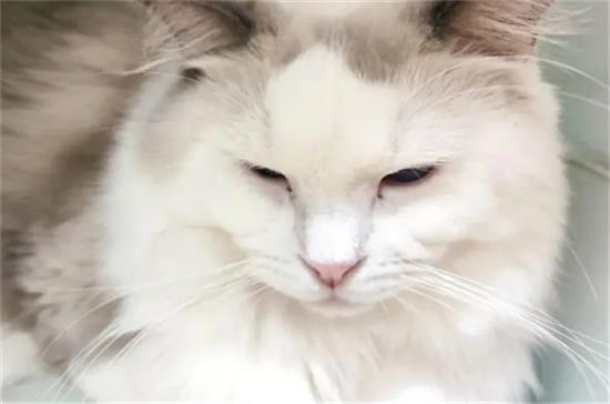 布偶猫一般多少度觉得冷？