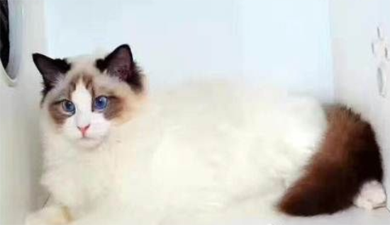 布偶猫不怕疼吗？养布偶猫的误区有哪些？
