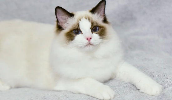 布偶猫手套色什么意思？布偶猫的种类原来有这么多！