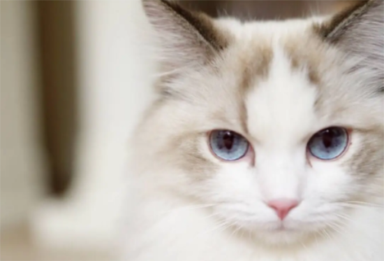 布偶猫手套色什么意思？布偶猫的种类原来有这么多！