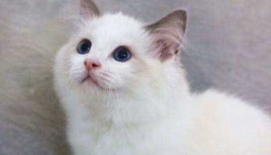 布偶猫咬人要打针吗？被布偶猫咬伤这样操作最科学！