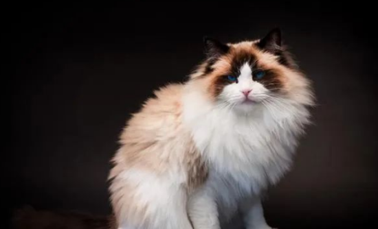 布偶猫吃什么猫粮又便宜又营养 