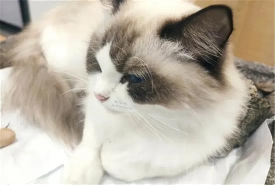 布偶猫一般多少度觉得冷？