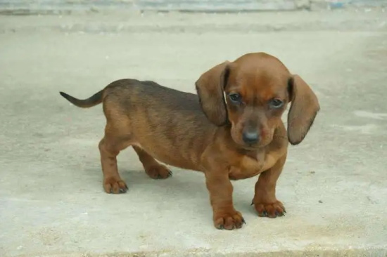 腊肠犬幼犬的喂食方法