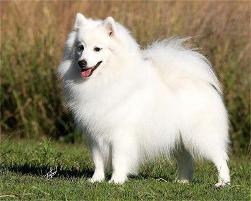 狗狗体臭的表现都有哪些
